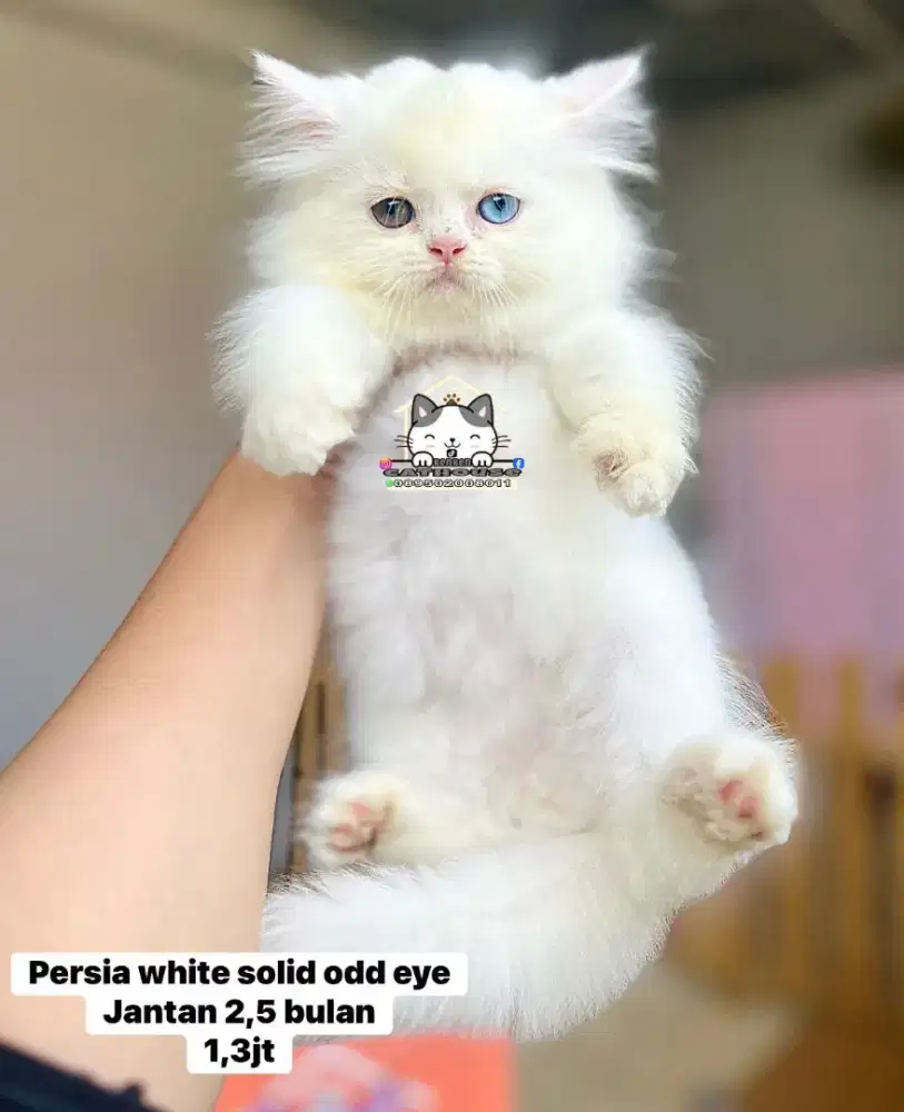 Kucing Persia luucu lucu gemoy