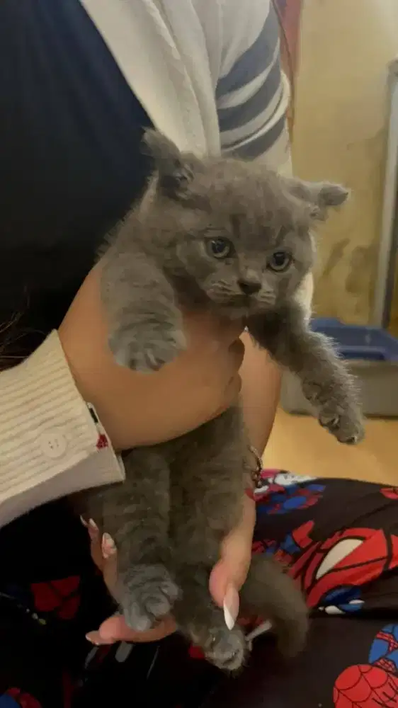 British shorthair Lineped kitten