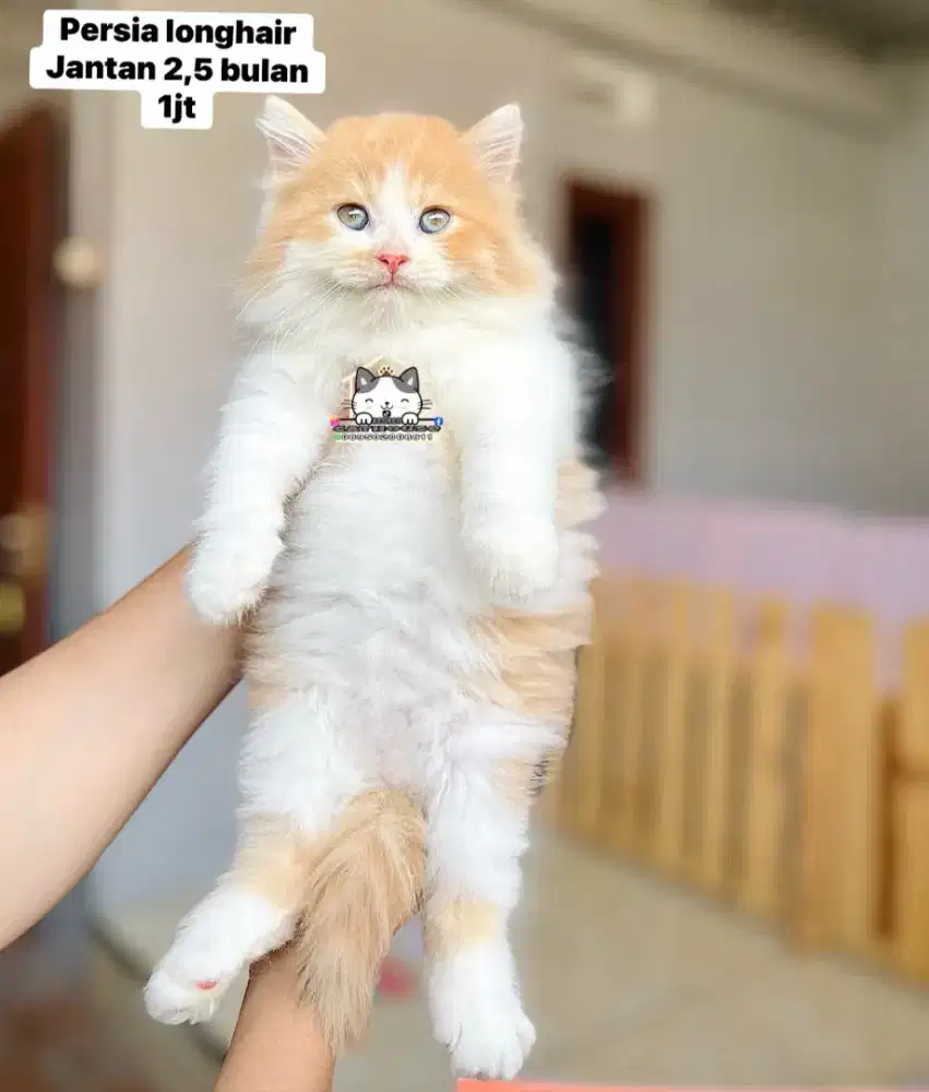 Kucing Persia luccu lucu gemoy