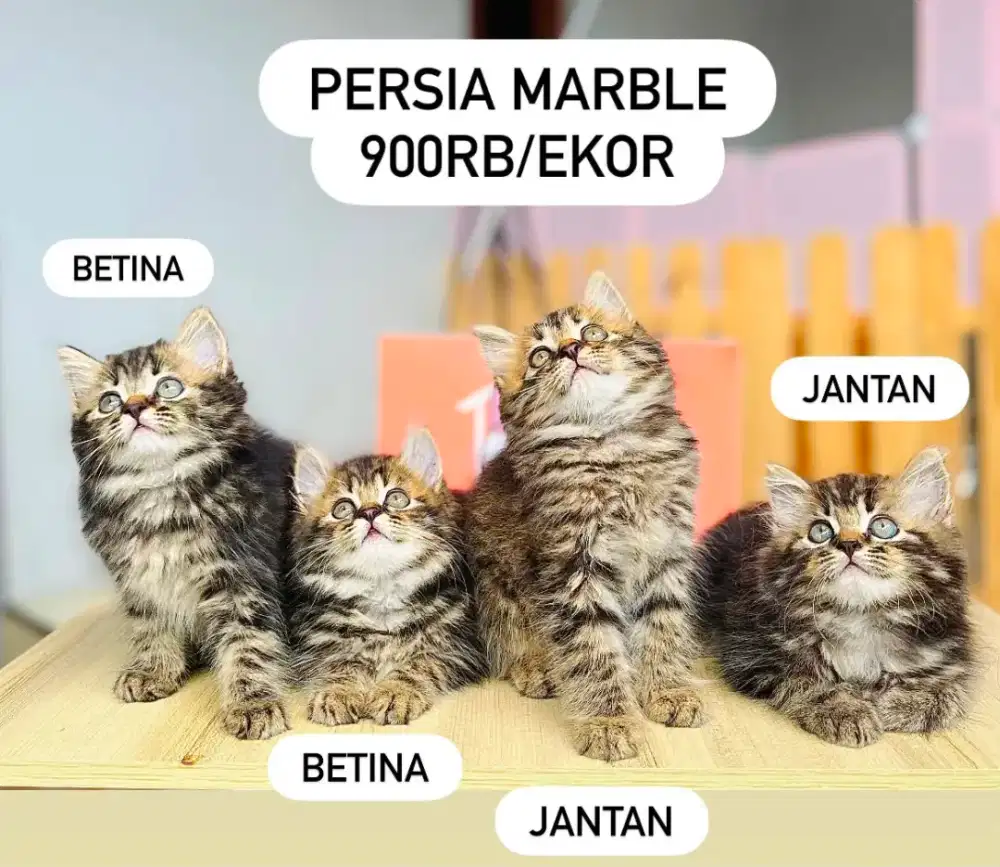 Kucing Persia lucuu lucu gemoy