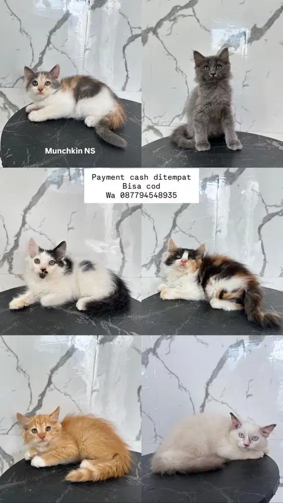 Kucing persia dan munchkin