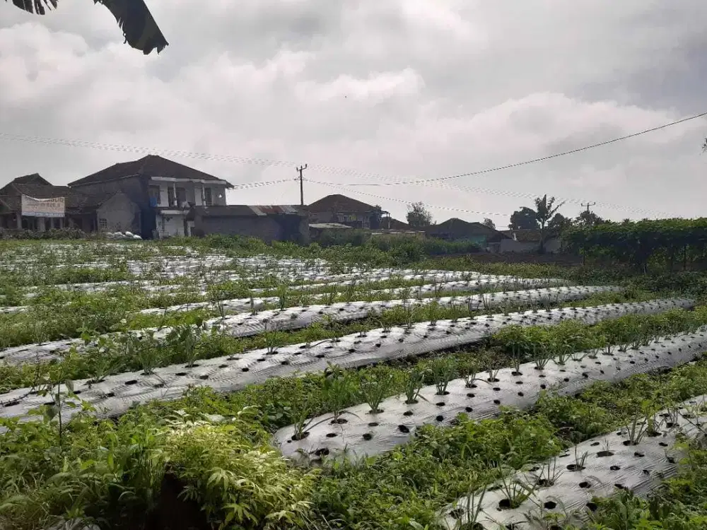Dijual Cepat Tanah Luas Siap Bangun - SHM - Gekbrong, Cianjur