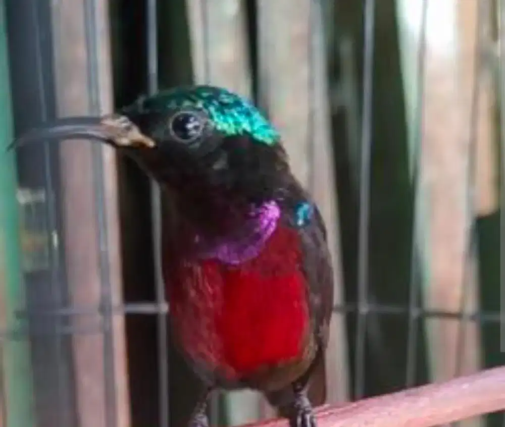 Dijual burung konin metalik