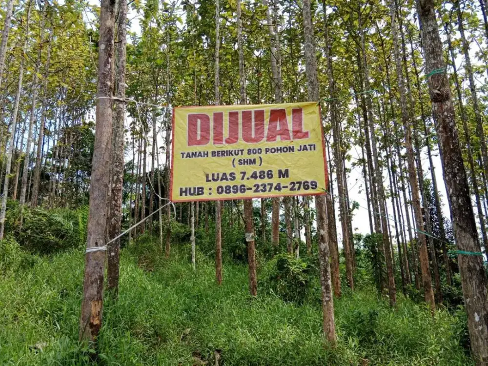 Dijual Tanah Kebon Jati Siap Panen - SHM - Sukabumi