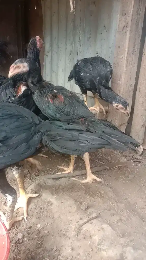 Jual anak ayam Siam