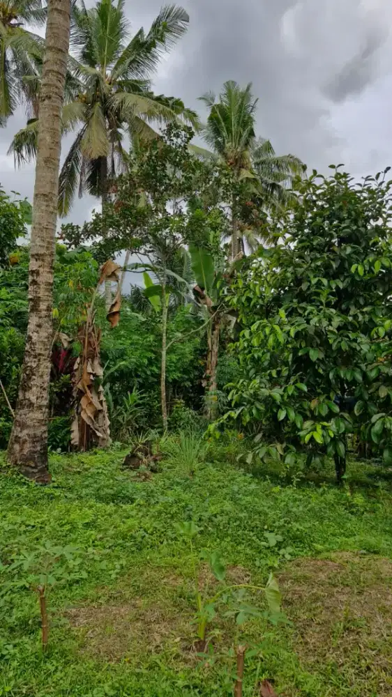 Tanah perkebunan produktif