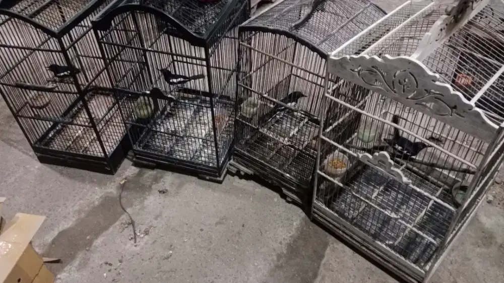 Burung kacer vortot mulai bunyi