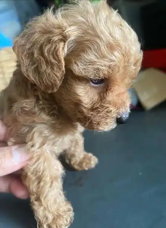 Anak Anjing Phoodle Jantan
