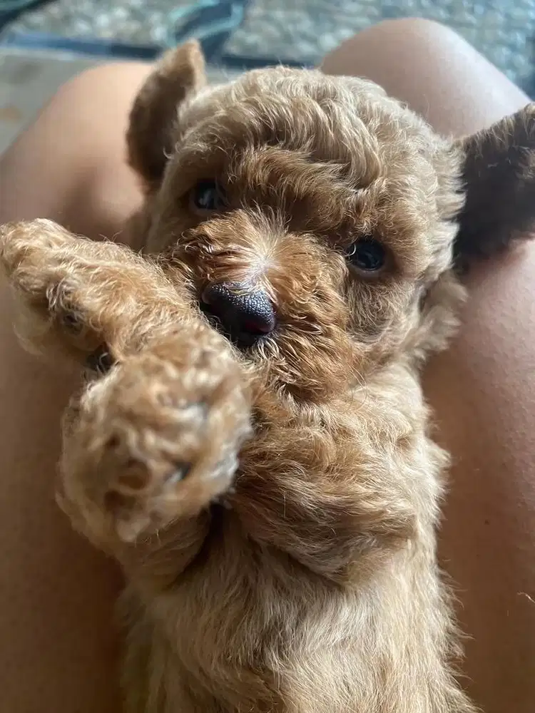 Anak Anjing phoodle
