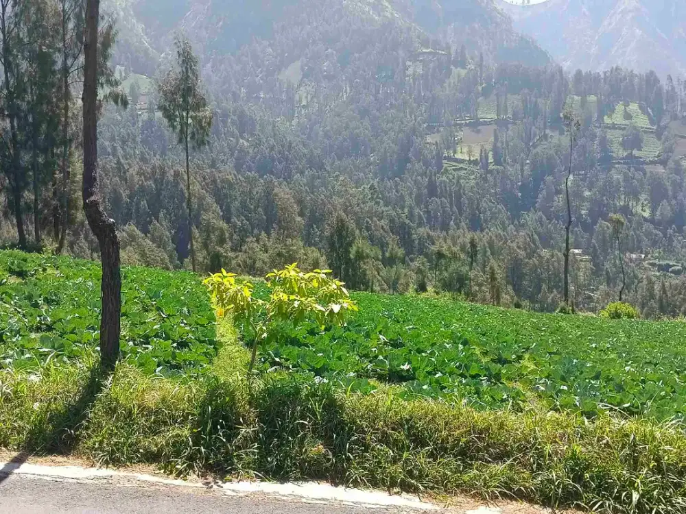 TANAH WISATA BROMO