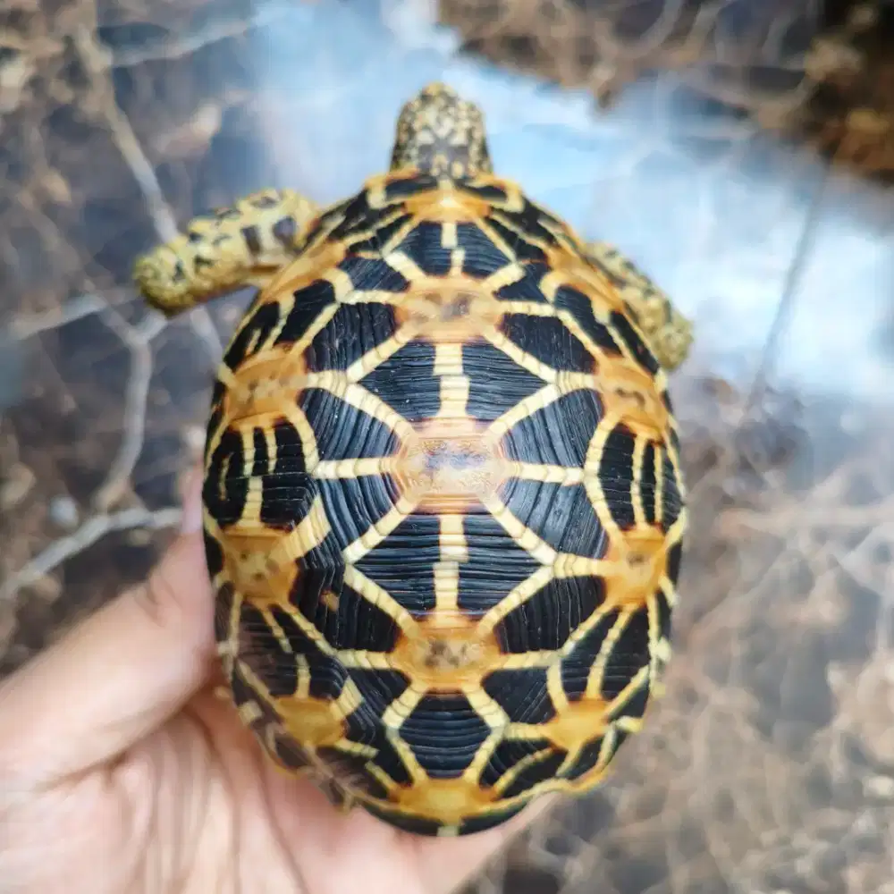 Indian star istar high yellow mewah sulcata