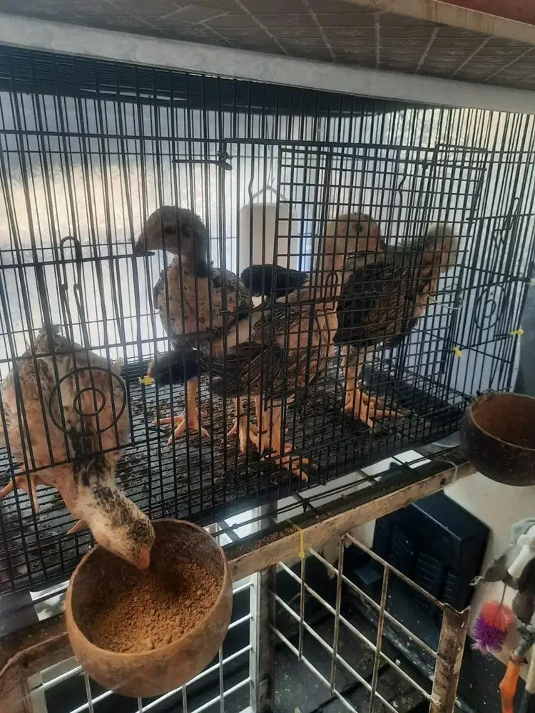 Ayam Shamo (F2) Pacek Premium