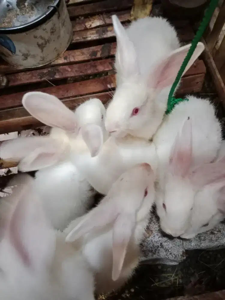 Kelinci putih berbagai ukuran sehat dan gemuk