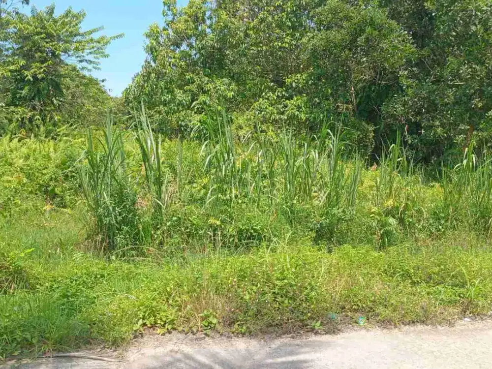 Dijual Tanah Hambalat pinggir jalan