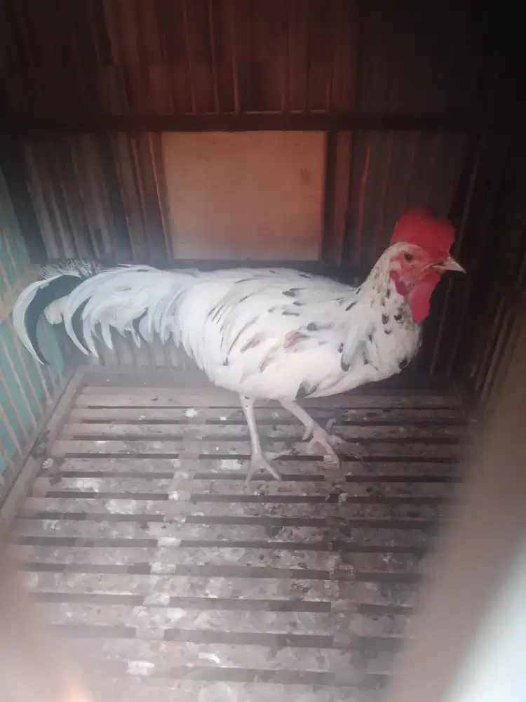 Ayam bekisar muda