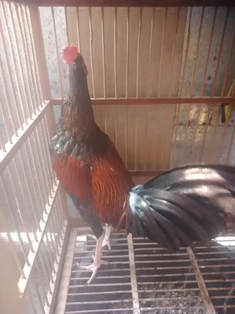 Ayam bekisar jago muda (Kokok bersih)