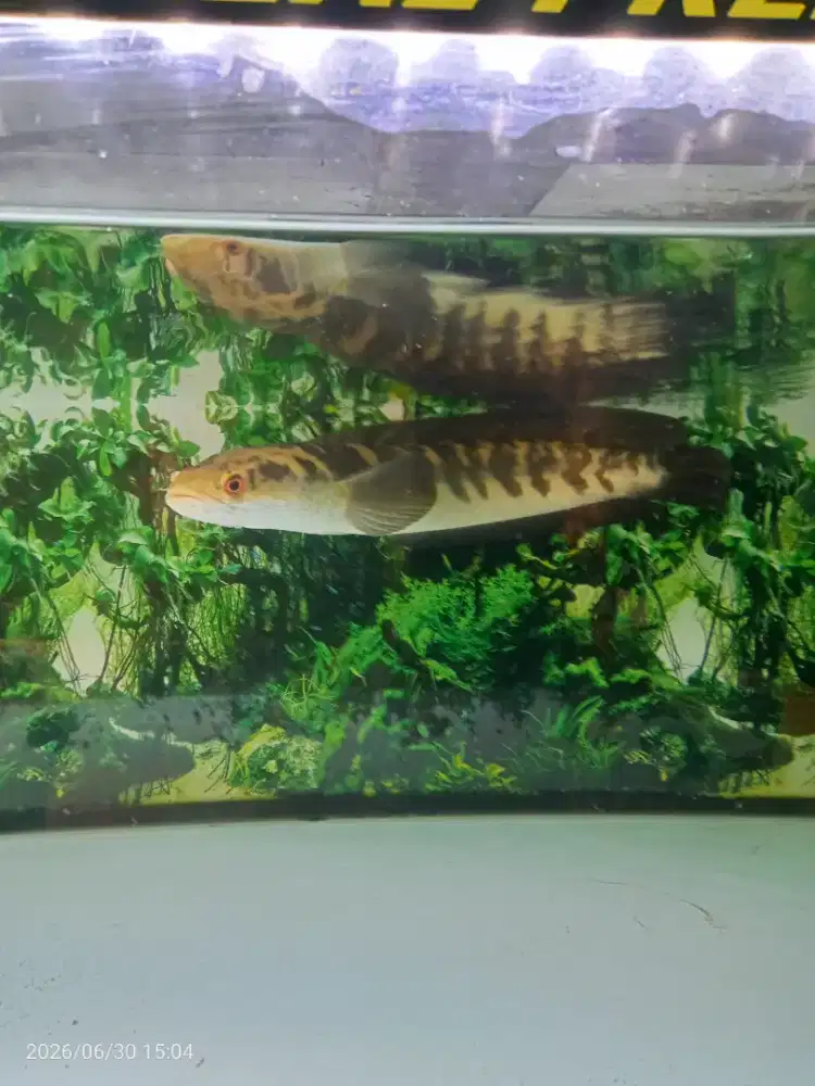 Ikan hias Channa maru yellow uk 45 cm