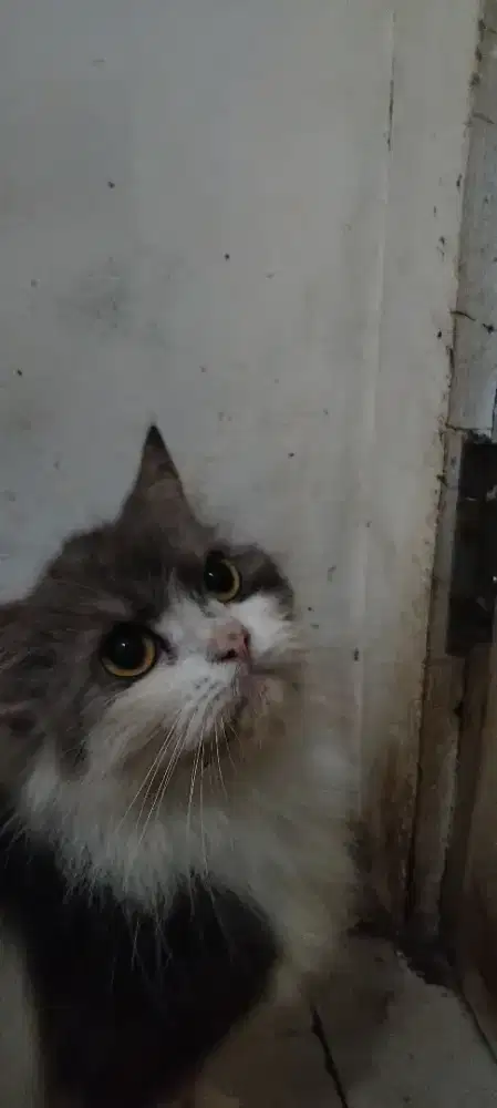 SEPASANG KUCING PERSIA HIMALAYA JANTAN + BETINA