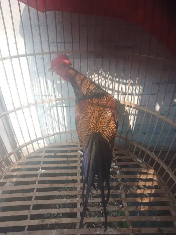 Ayam bekisar Kokok irama