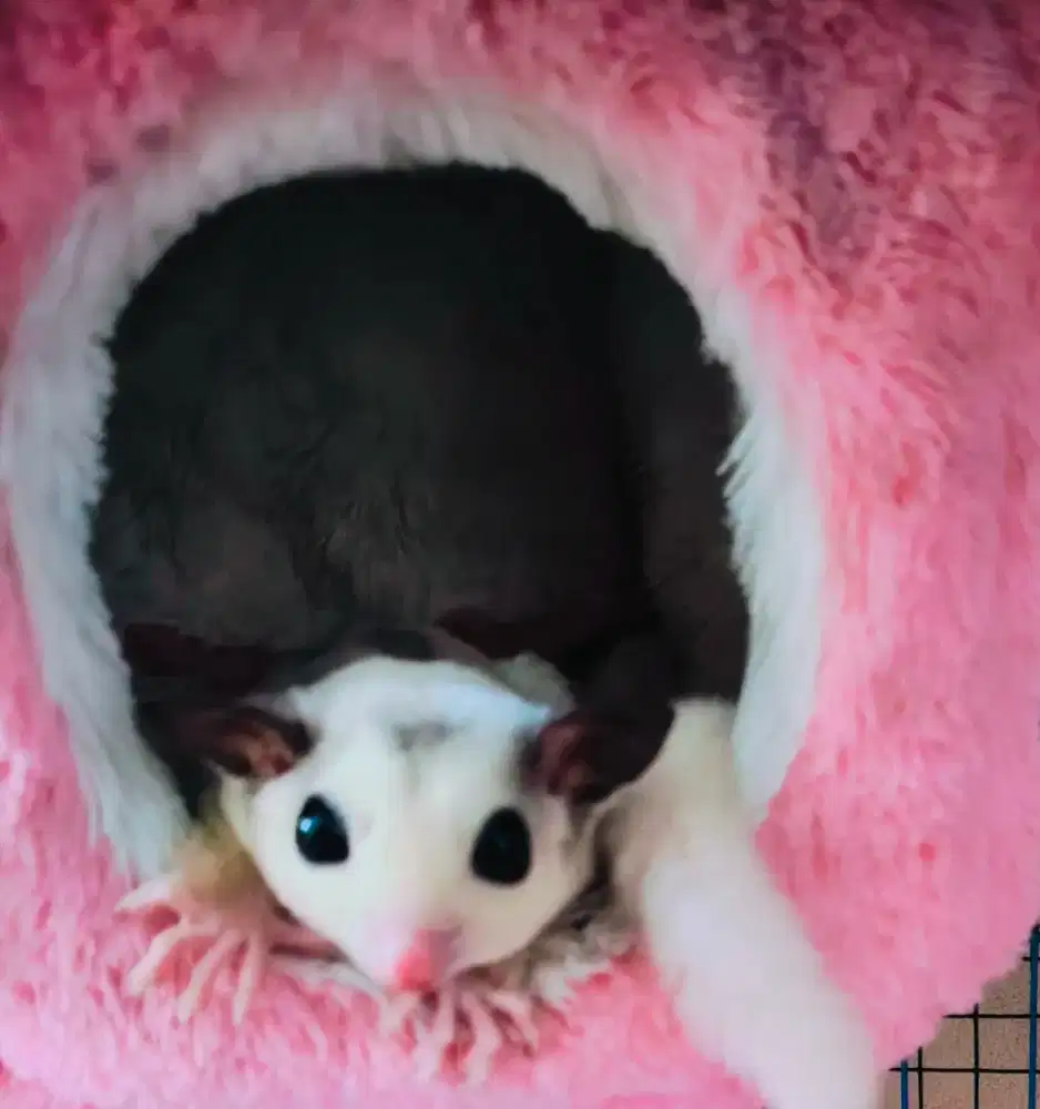 Sugar glider betina