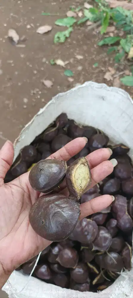 Jariang / jengkol muda atw muda sedang eter atw borongan