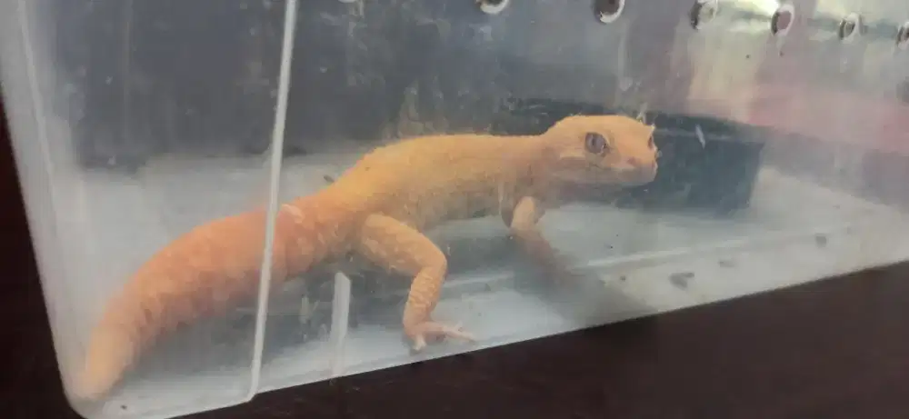 Gecho / Geko, jual butuh