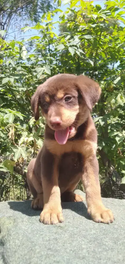 Anakan anjing ras mix