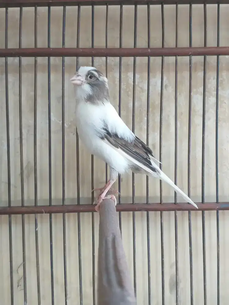 Kenari YS x Spanish Timbrado, Betina
