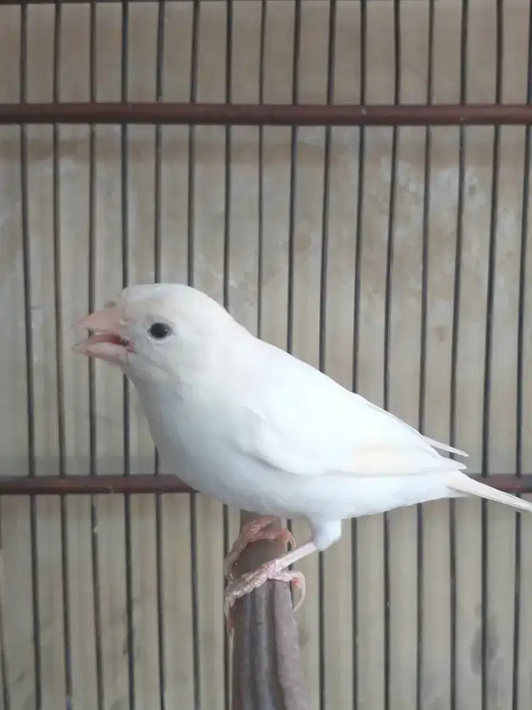 Kenari Spanish Timbrado, Betina