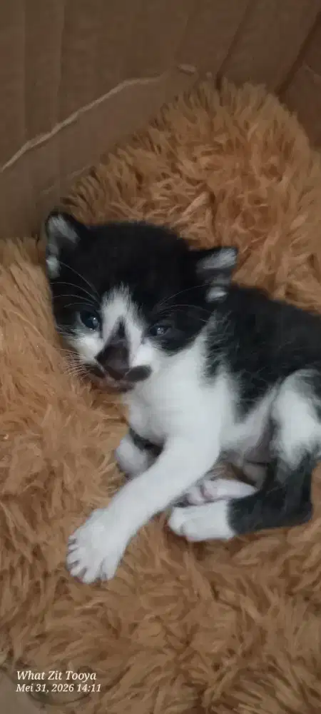 Free adopt kitten mixdom