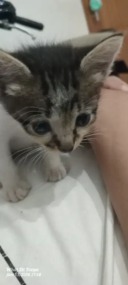 Free adopt kitten mixdom