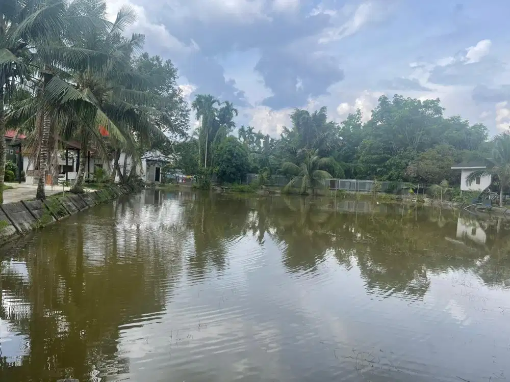 Usaha kolam ikan