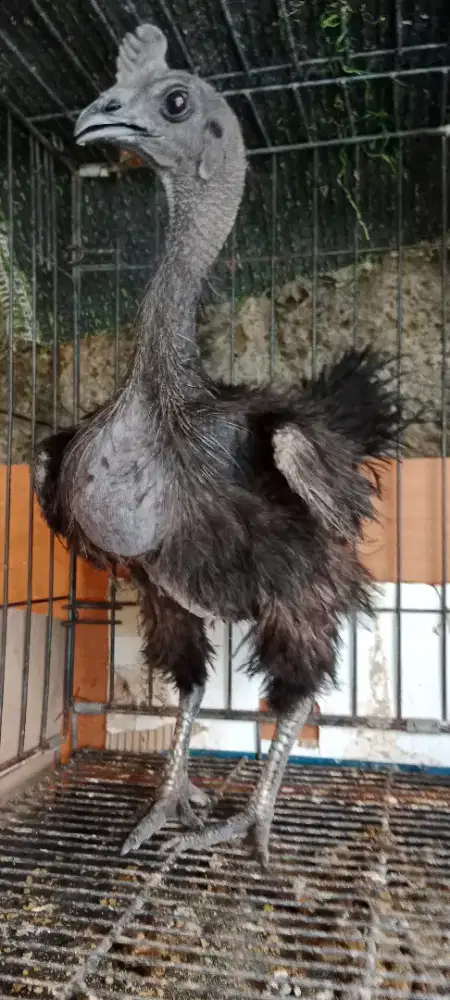 Ayam Cemani Betina Kwalik