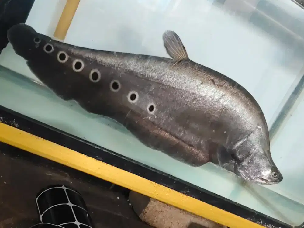 Ikan Jumbo 50cm Arwana Channa Maskoki Louhan Blida