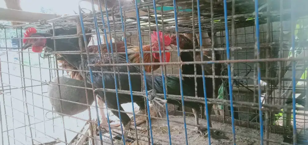 3 ekor ayam kampung