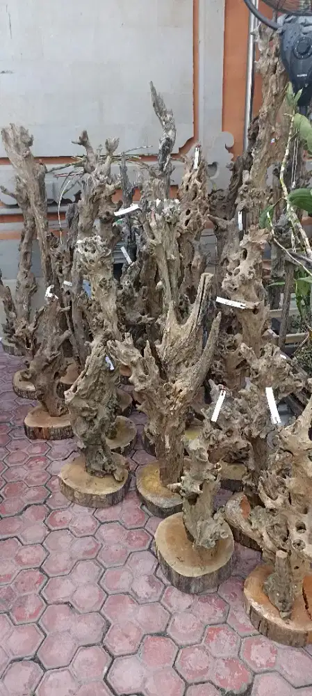 Kayu Fosil estetik menawan