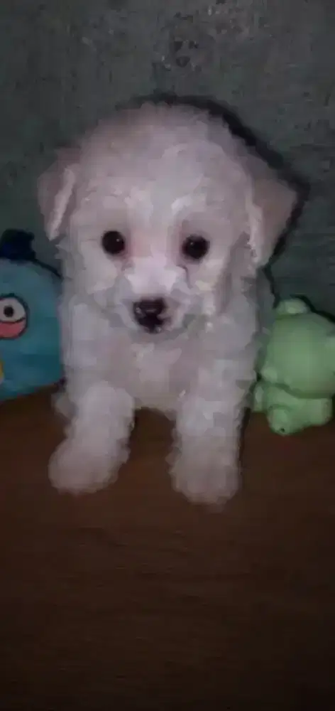 Dijual anjing poddle masih usia 2 bulan