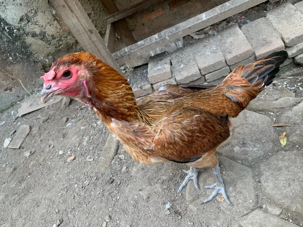 Ayam Pelung Betina