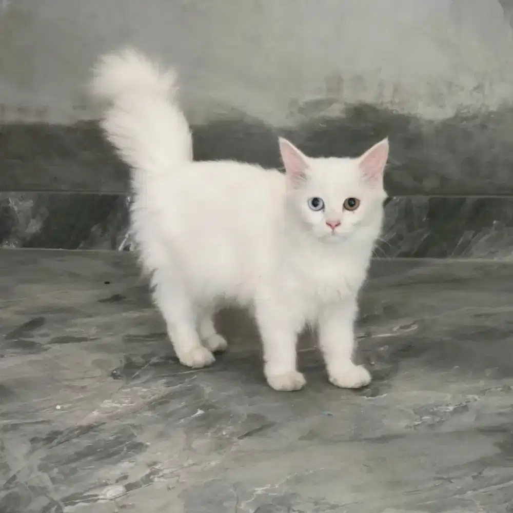 kucing persia kitten