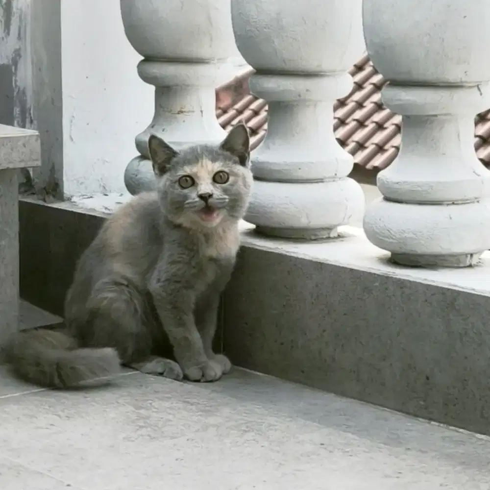 kucing kitten mix bsh