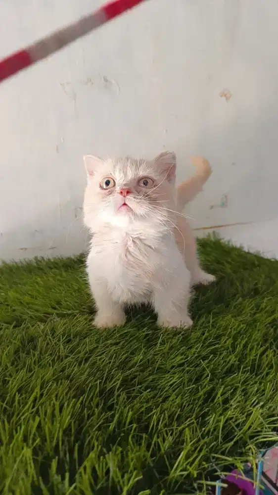 Kucing munchkin bsh jantan