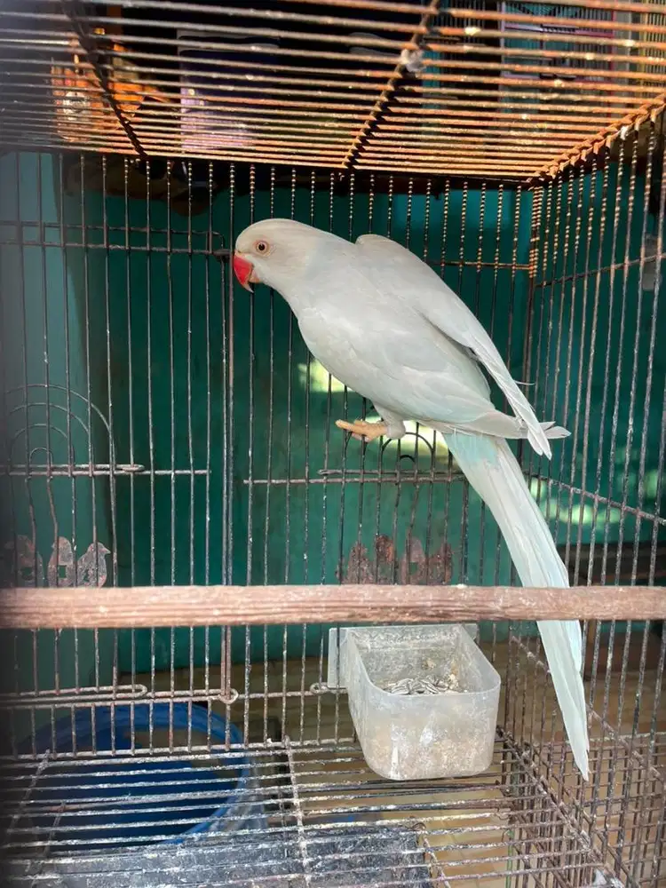 Indian ring neck