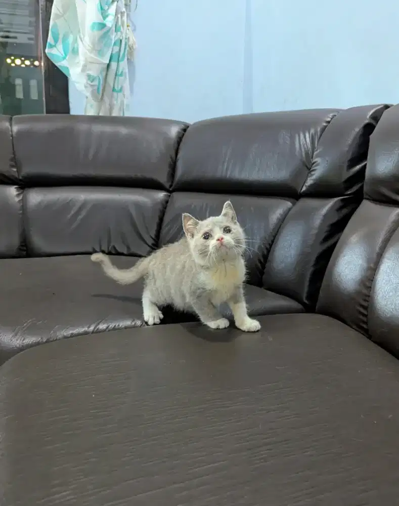 BSH jantan bico lilac