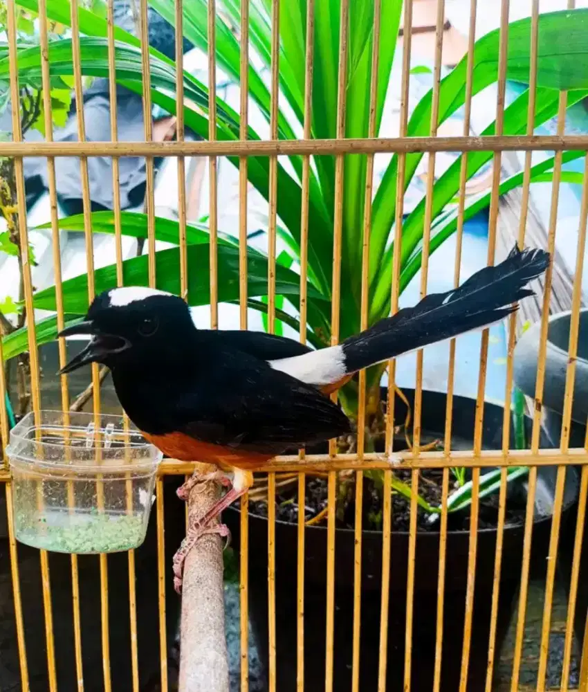 murai haji/avatar borneo(gembung)