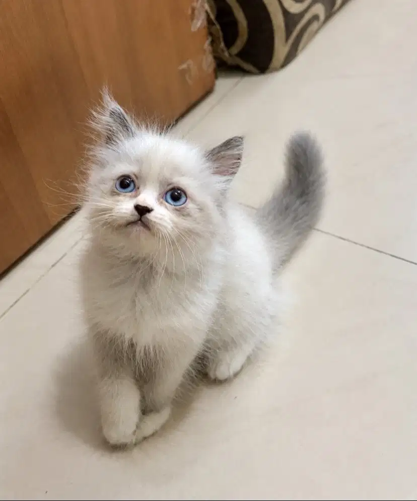 kitten kucing ras himalaya persia flatnose jantan