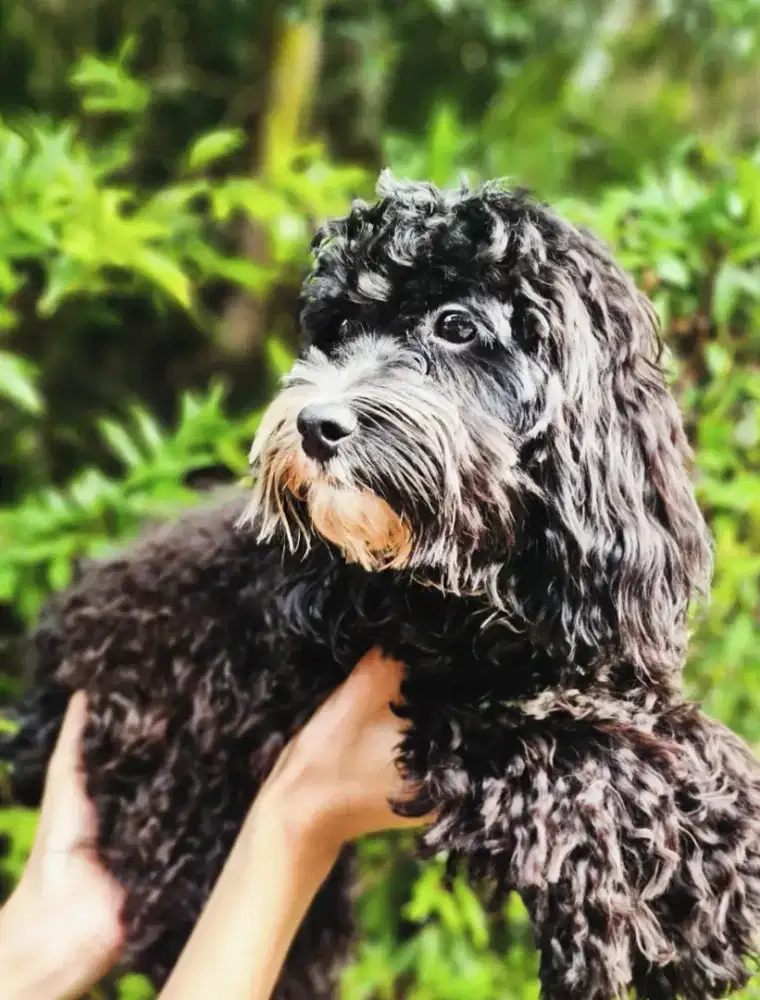 Poddle toy black jantan