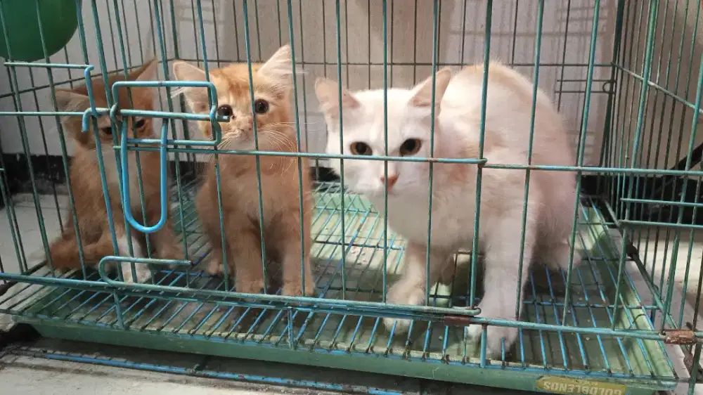 Kucing Persia Betina