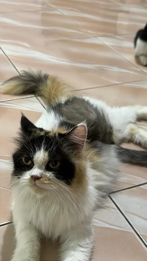 Lepas adopt kucing