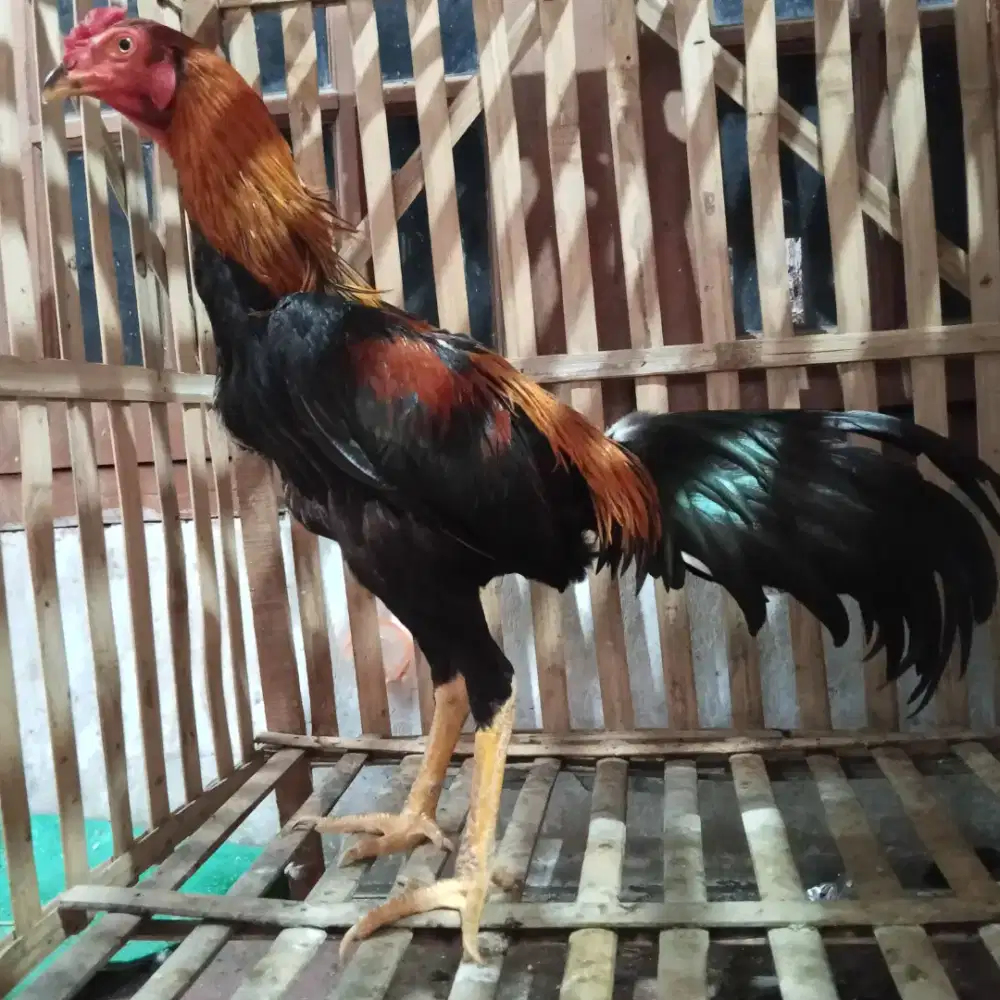 Ayam pakhoy bahan 7 bulan