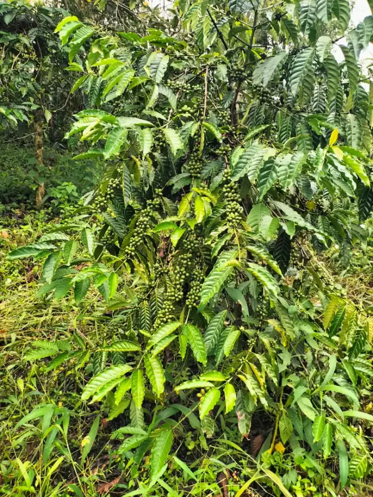 Dijual cepat Kebun kopi Robusta 1,45 ha